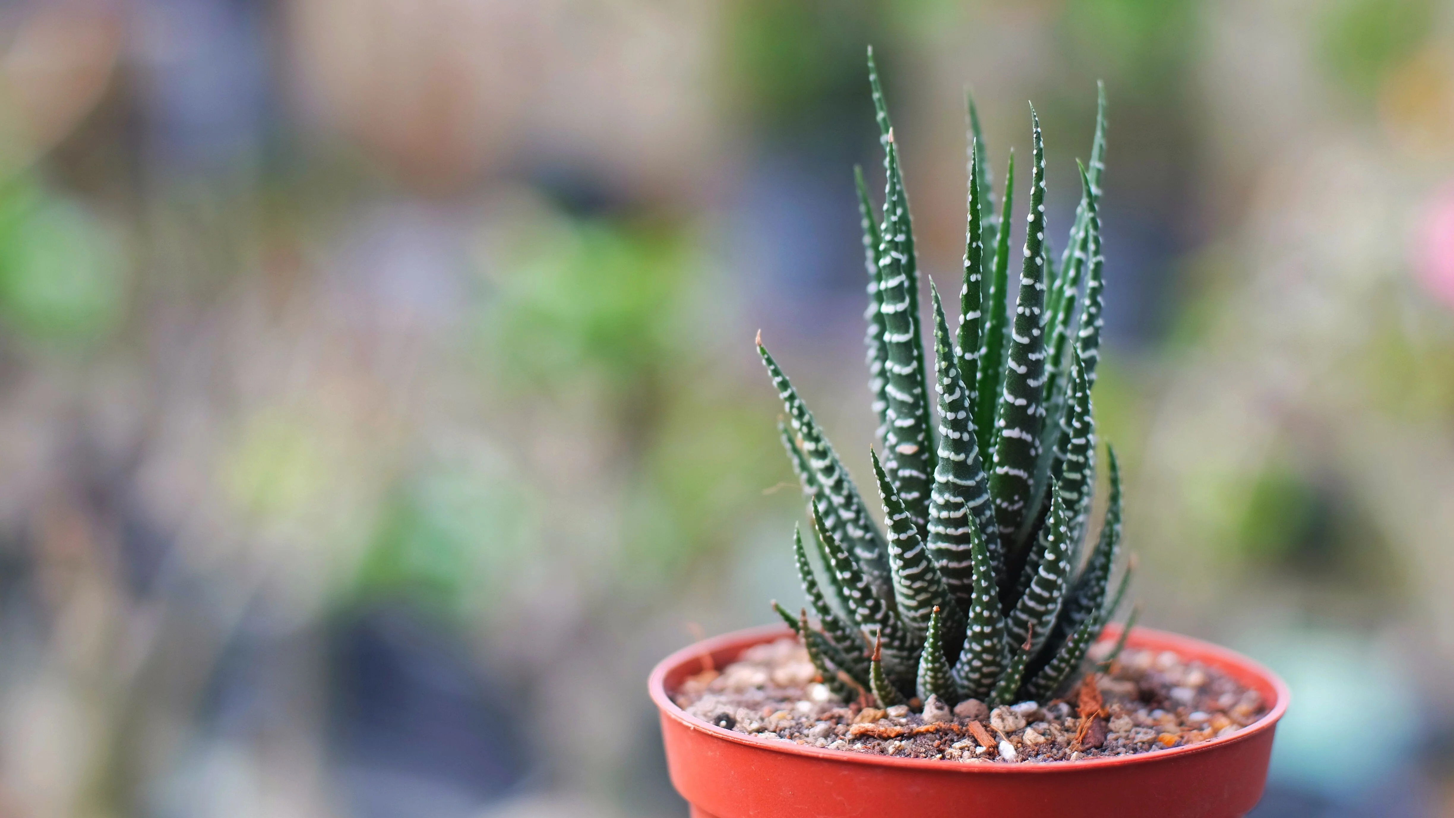 Haworthia Zebra Plant - Image 3