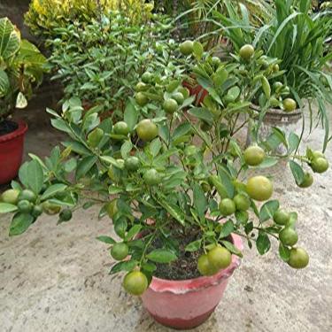 Green Paradise Original Desi Lemon (Kagzi Lemon)Plant - Image 3