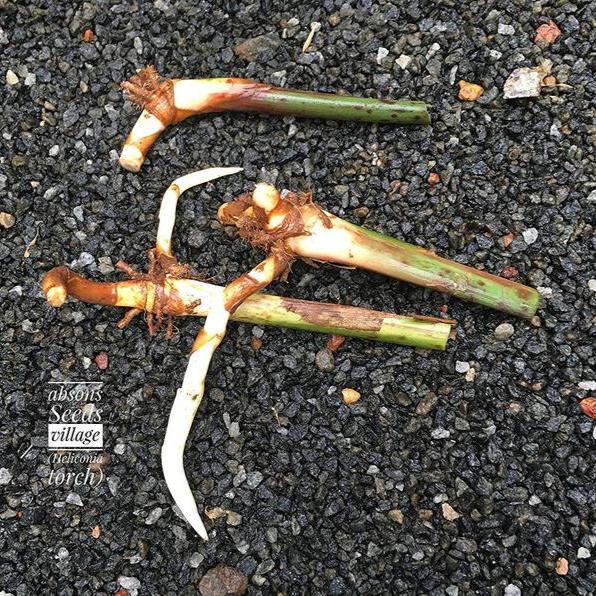 Heliconia Plant Bulbs Heliconia bihai x marginata 'Rauliniana' 5 Bulbs-Green Paradise Live - Image 3
