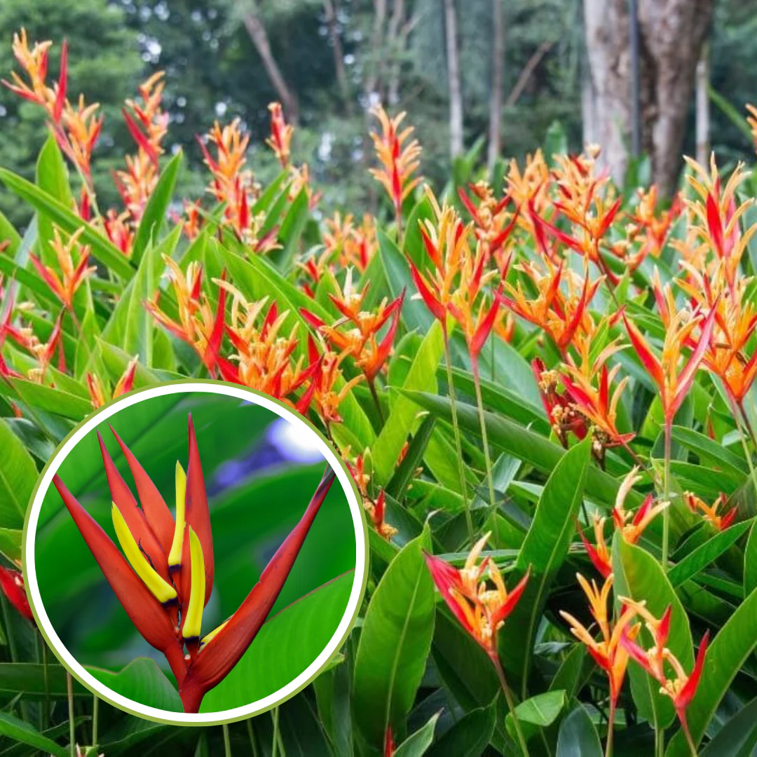 Heliconia Plant Bulbs Heliconia mathiasiae 'Mildred' 7 bulbs-Green Paradise Live - Image 3