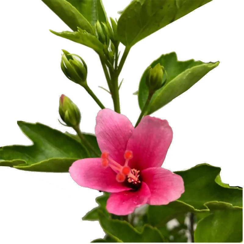 Green Paradise Mini Pink Hibiscus Plant - Image 3
