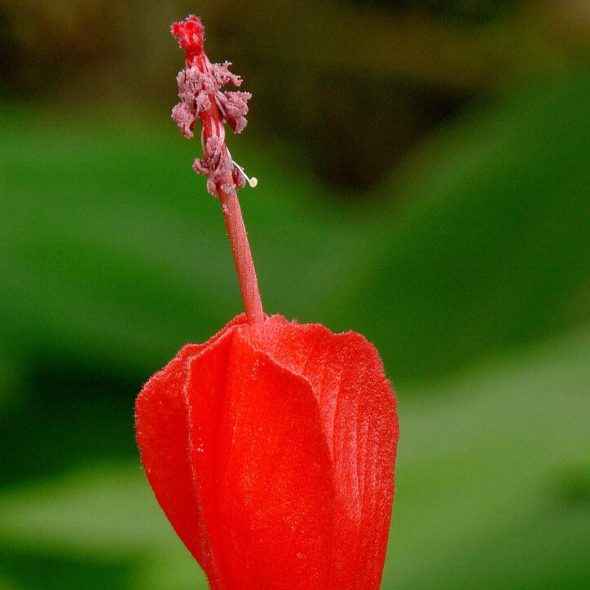 Hibiscus Chili Red Sleeping Hibiscus Plant - Image 3