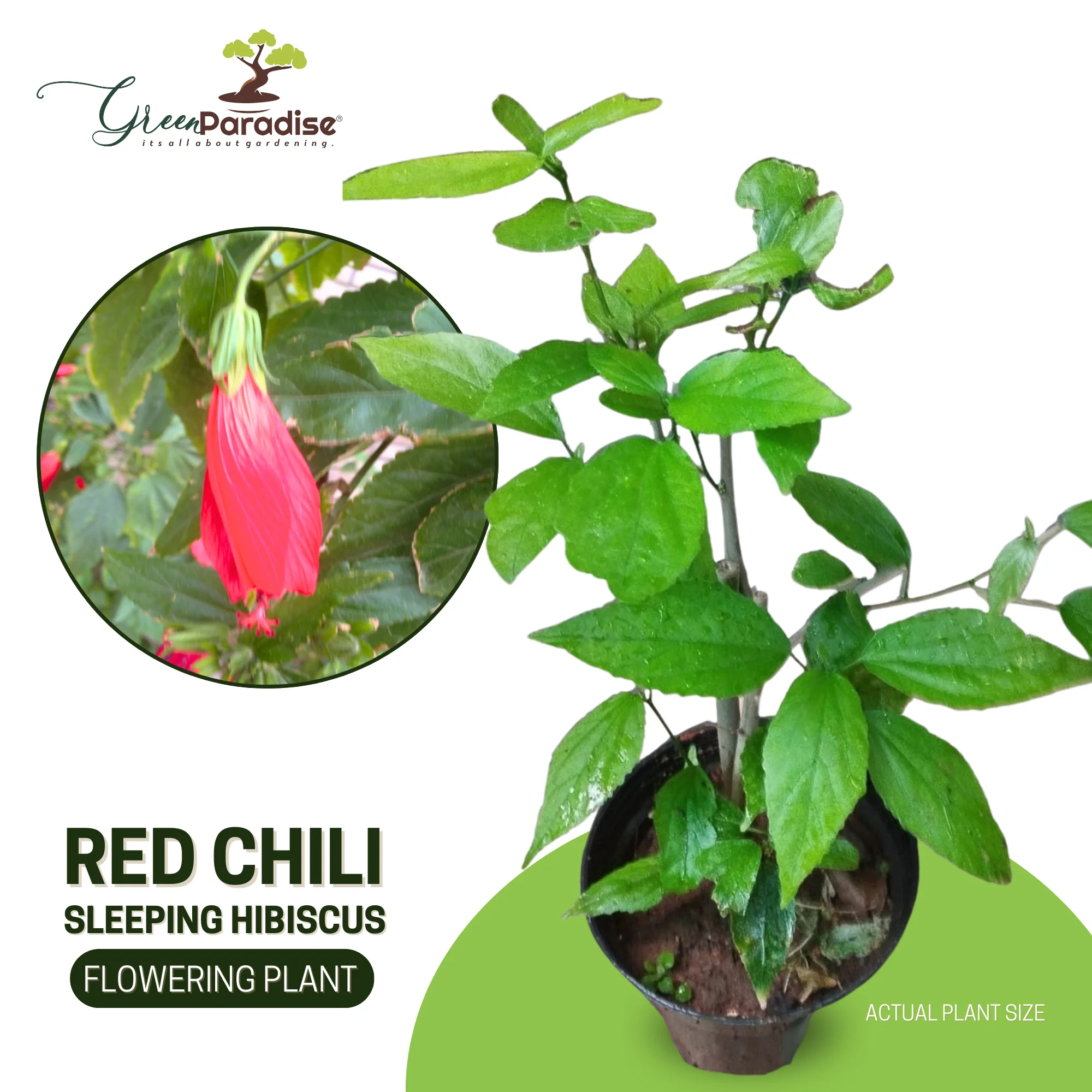 Hibiscus Chili Red Sleeping Hibiscus Plant - Image 4