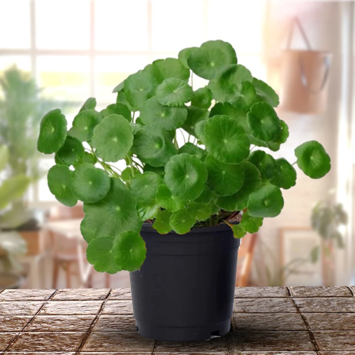 Green Paradise® Hydrocotyle Brazilian Pennywort – Fast-Growing Aquatic Plant for Aquariums, Terrariums & Water Gardens | Easy Care Live Creeper Plant - Image 4