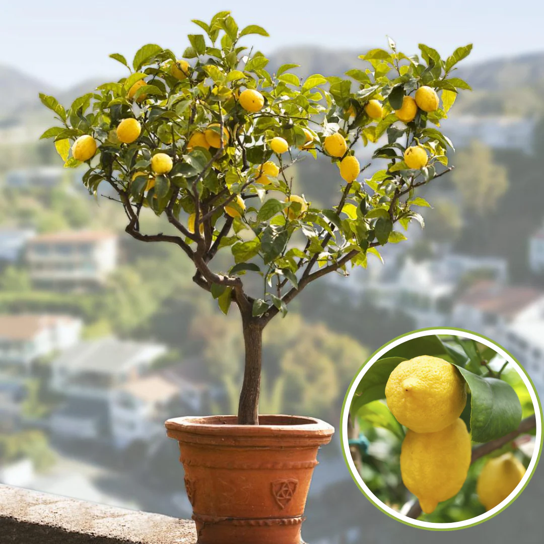 Green Paradise Italian Lemon Fruit Live Plant - Image 2