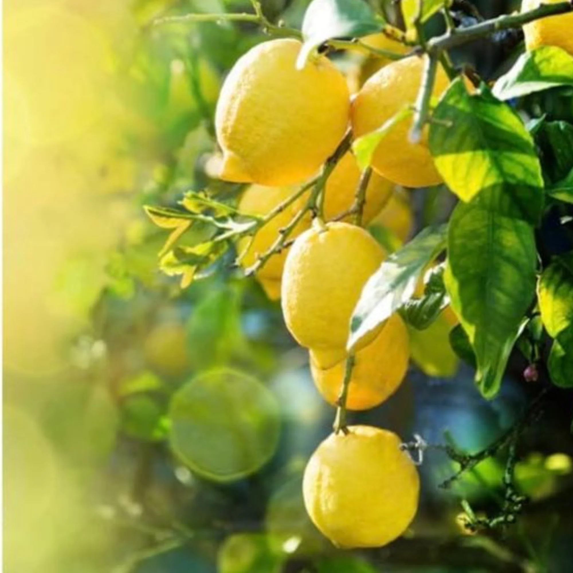 Green Paradise Italian Lemon Fruit Live Plant - Image 3