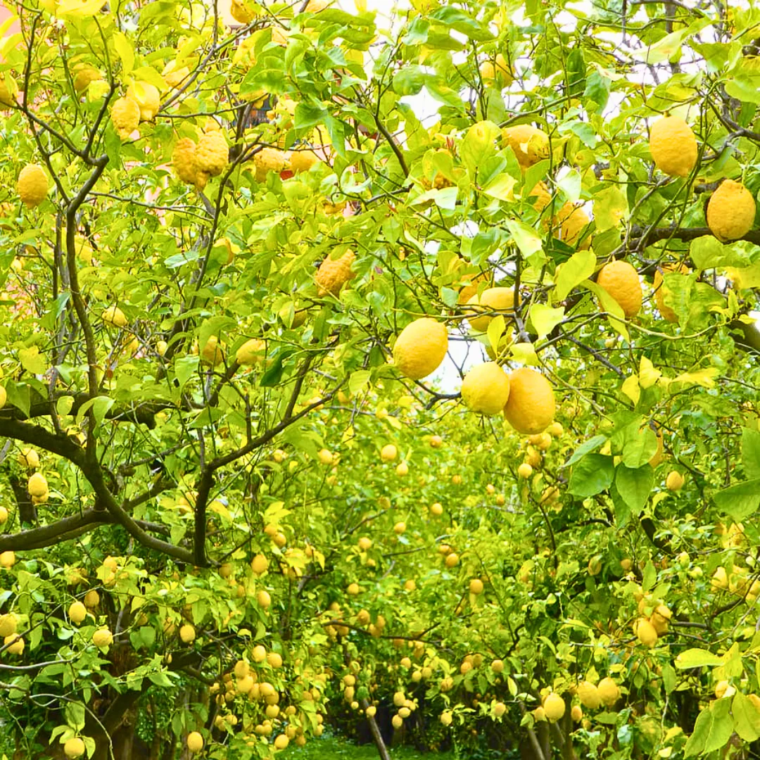 Green Paradise Italian Lemon Fruit Live Plant - Image 4
