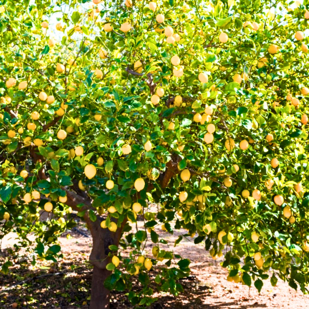 Green Paradise Italian Lemon Fruit Live Plant - Image 5