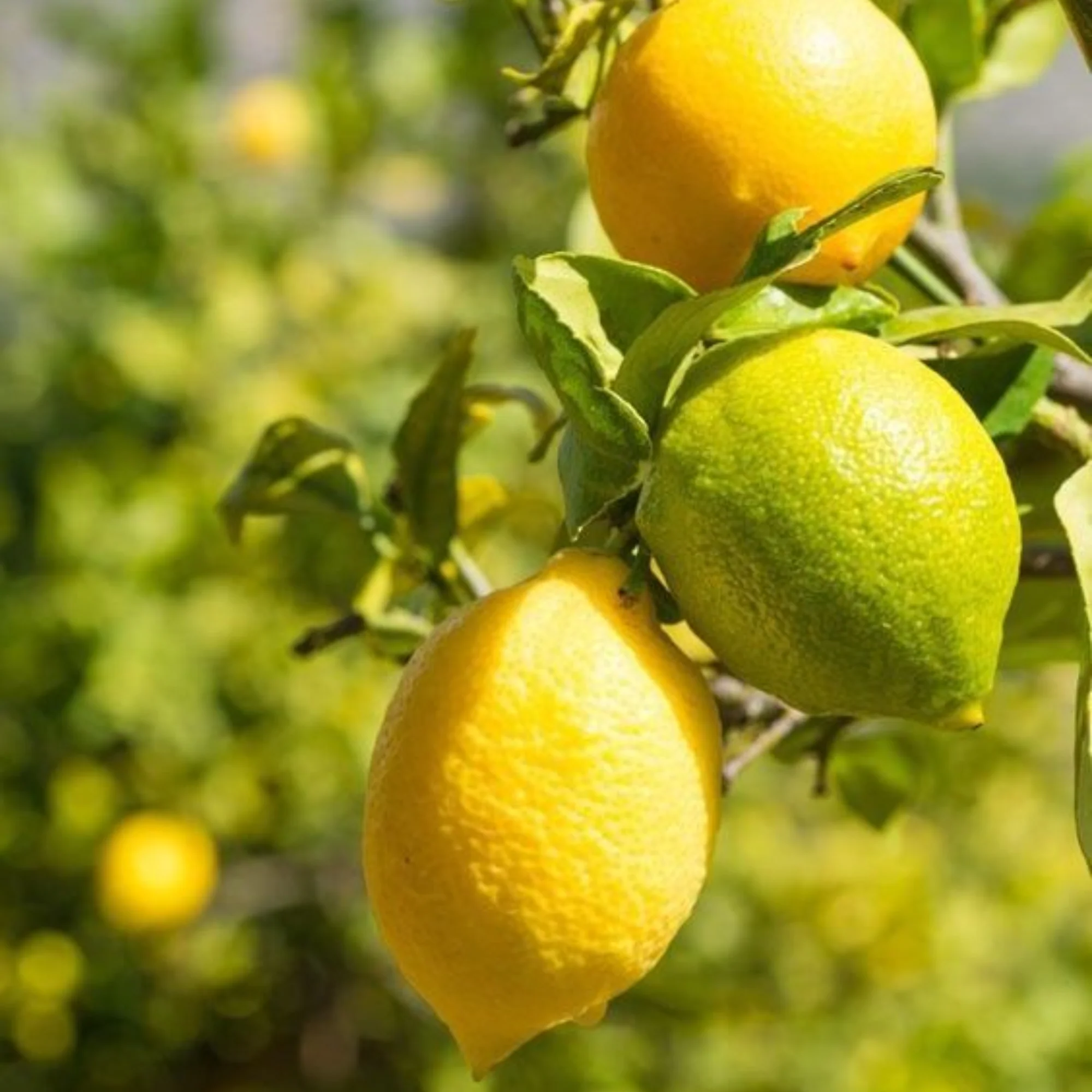 Green Paradise Italian Lemon Fruit Live Plant - Image 6