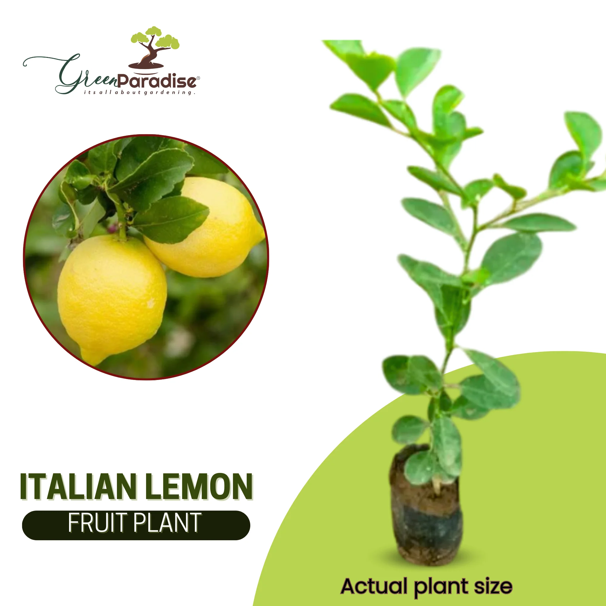 Green Paradise Italian Lemon Fruit Live Plant - Image 7