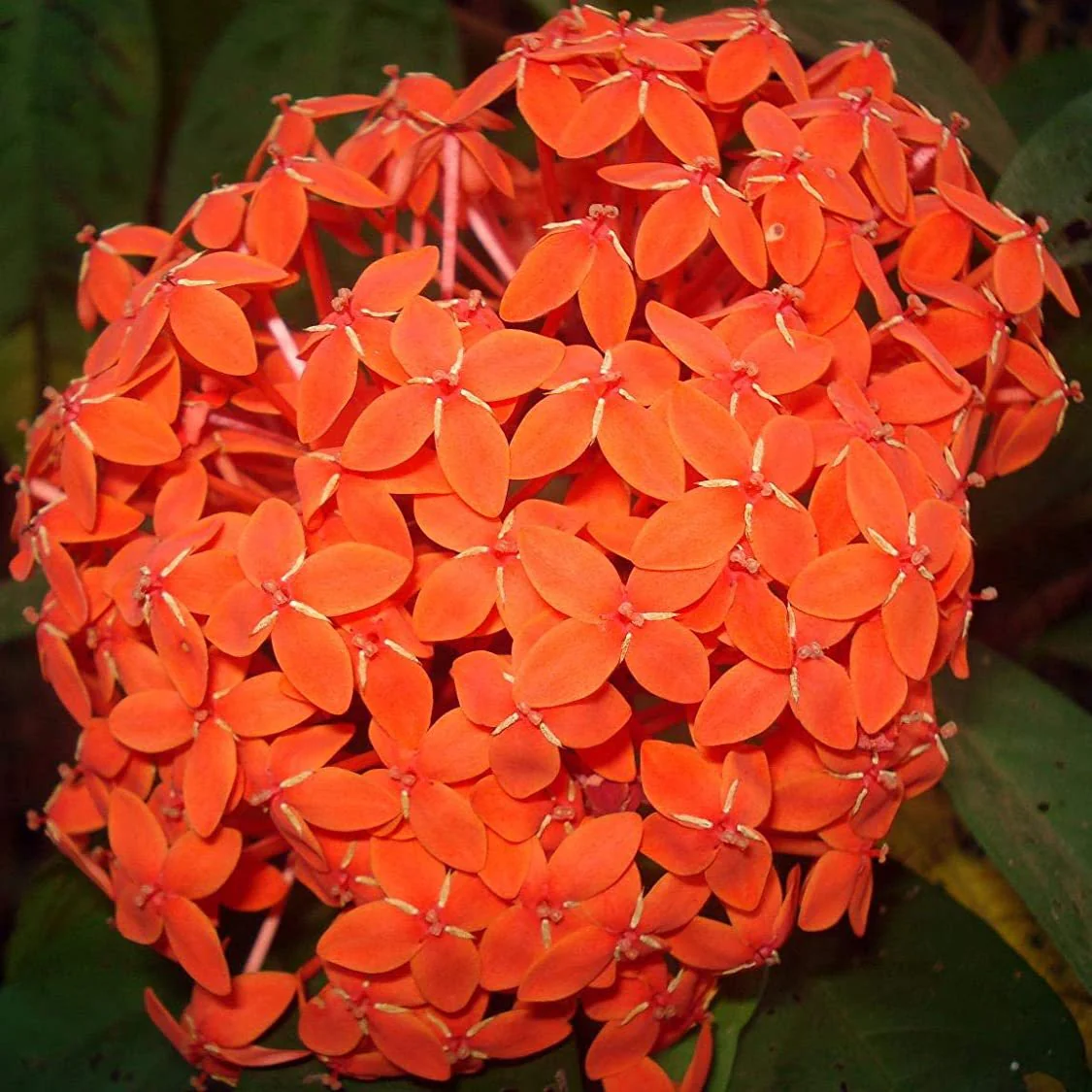 ixora Orange Live Plant - Image 2