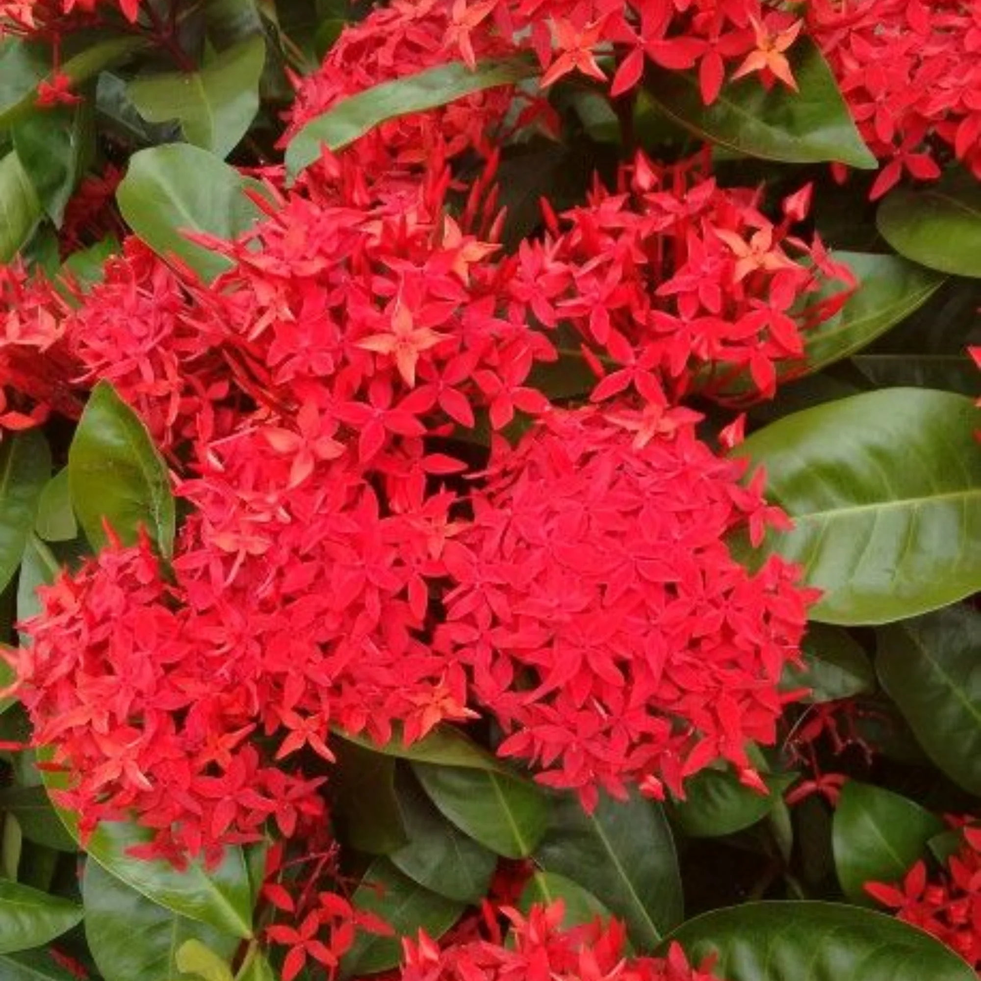ixora red live plant - Image 2