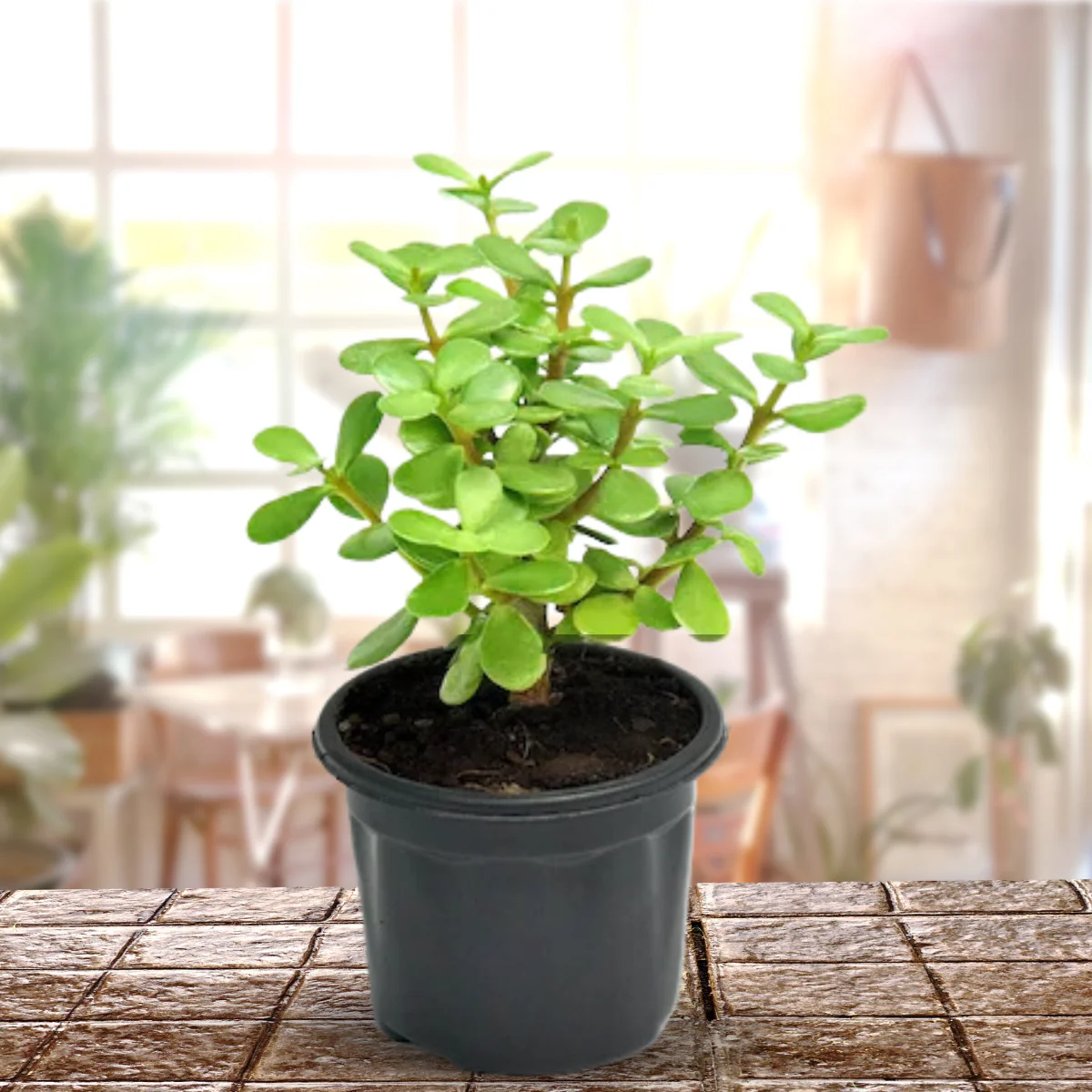 Green Paradise® Jade Plant “Good Luck Plant” with Pot - Image 2