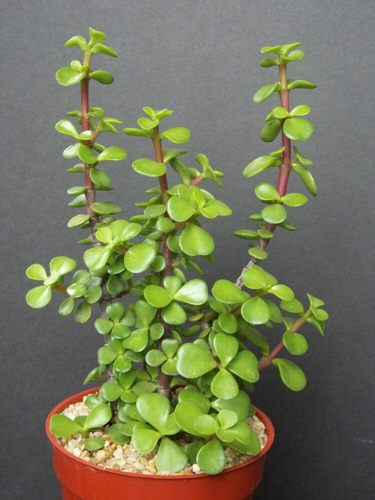 Green Paradise® Jade Plant “Good Luck Plant” with Pot - Image 3
