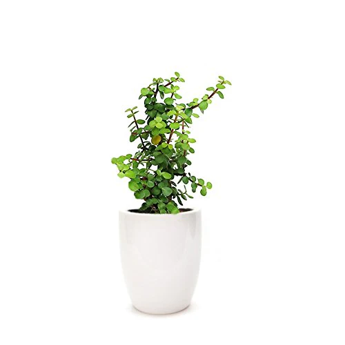 Green Paradise® Jade Plant “Good Luck Plant” with Pot - Image 4