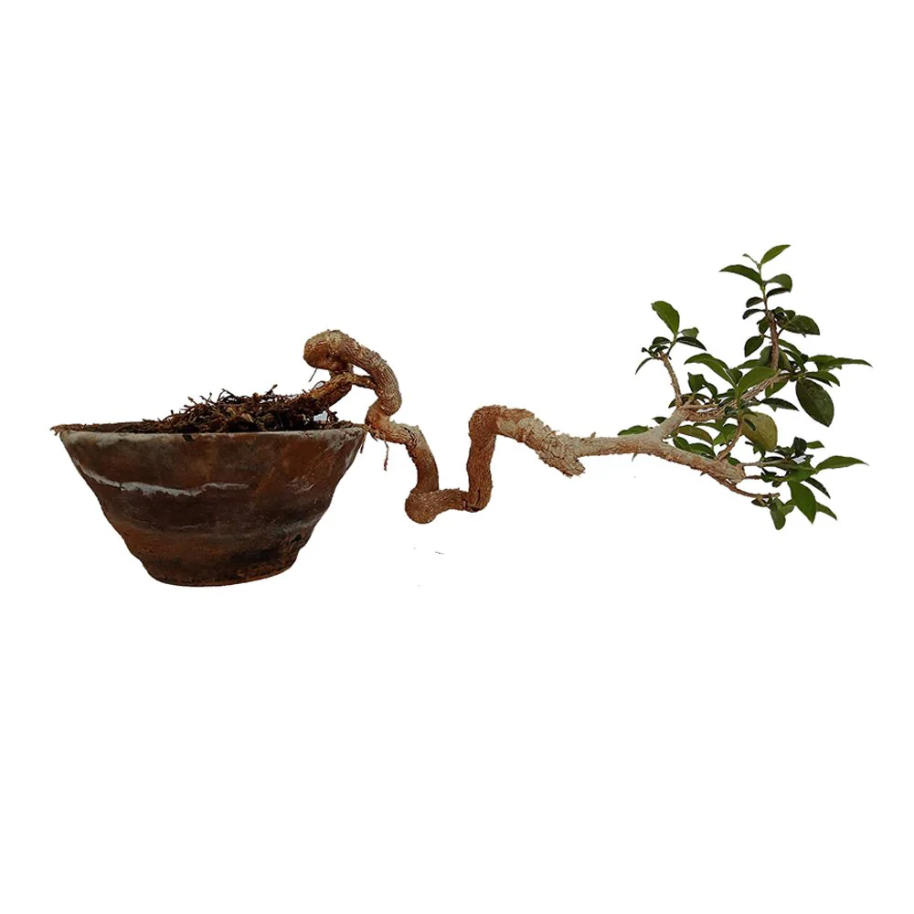 Malpighia Cherry Blossom Bonsai Tree Malpighia punicifolia, Dwarf Barbados Cherry Malpighia Mame Bonsai Live Plant - Image 2