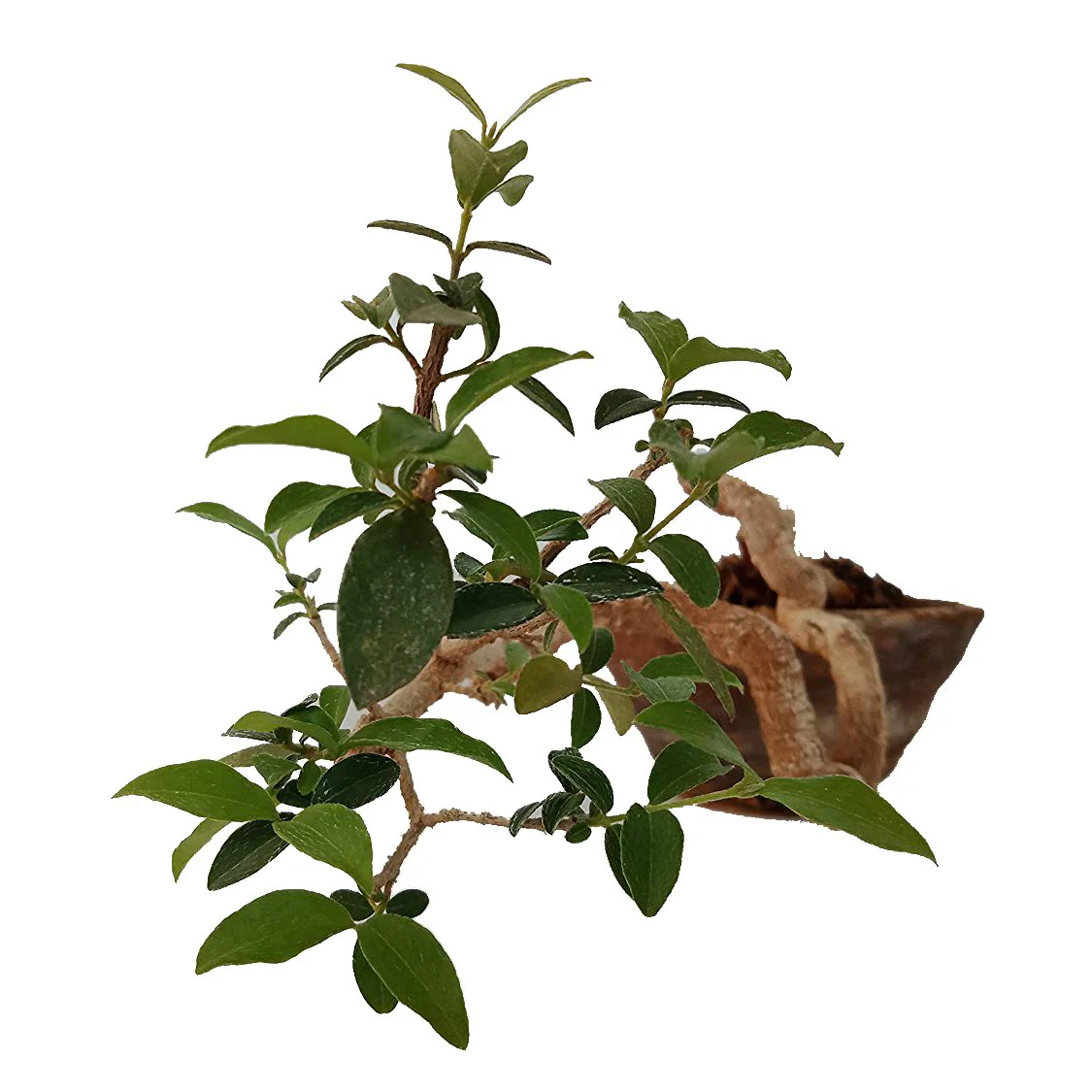 Malpighia Cherry Blossom Bonsai Tree Malpighia punicifolia, Dwarf Barbados Cherry Malpighia Mame Bonsai Live Plant - Image 3
