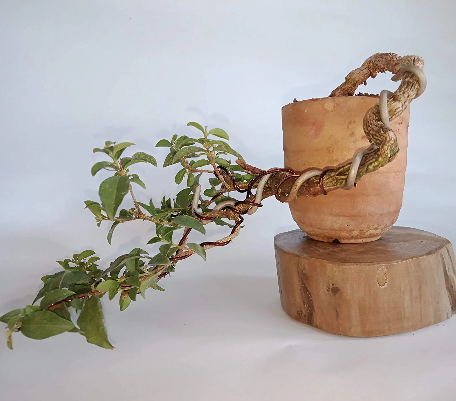 Malpighia Cherry Blossom Bonsai Tree Malpighia punicifolia, Dwarf Barbados Cherry Malpighia Mame Bonsai Live Plant - Image 4