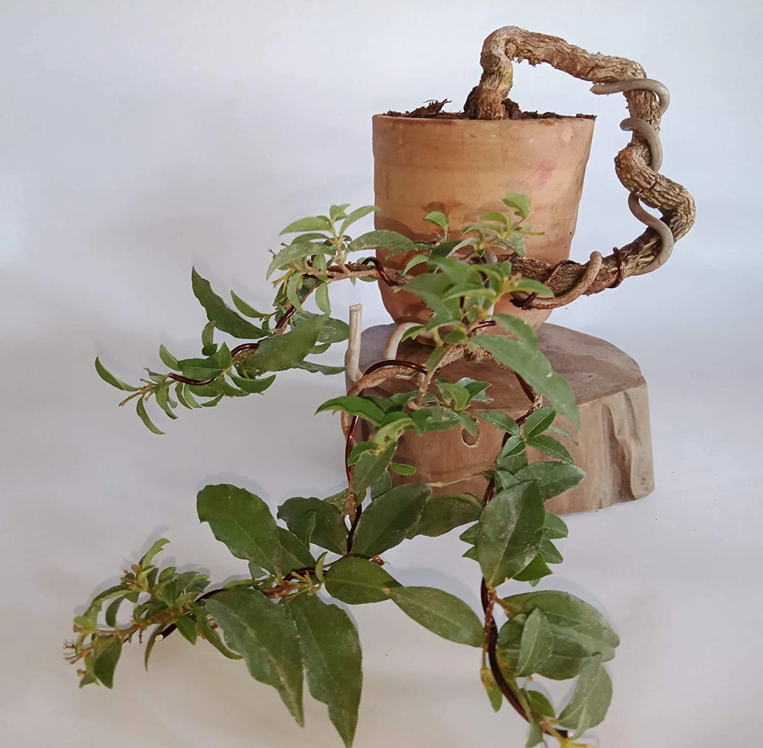 Malpighia Cherry Blossom Bonsai Tree Malpighia punicifolia, Dwarf Barbados Cherry Malpighia Mame Bonsai Live Plant - Image 5