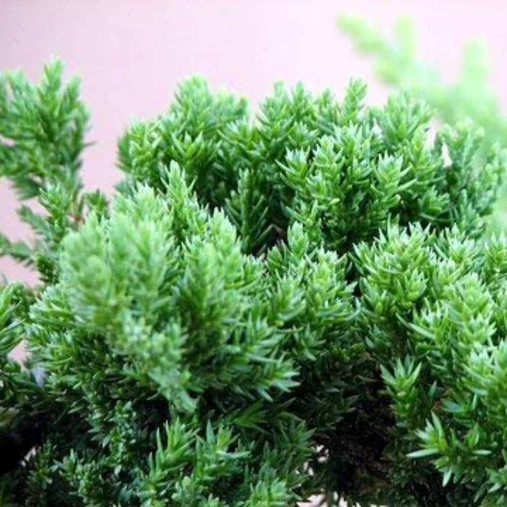Chinese Juniper Tree suitable for bonsai - Image 2