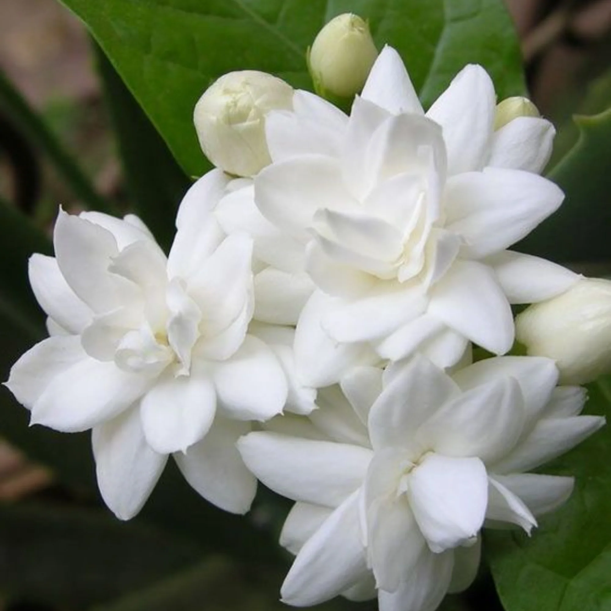 Green Paradise Live-Jasmine Mogra live Plant