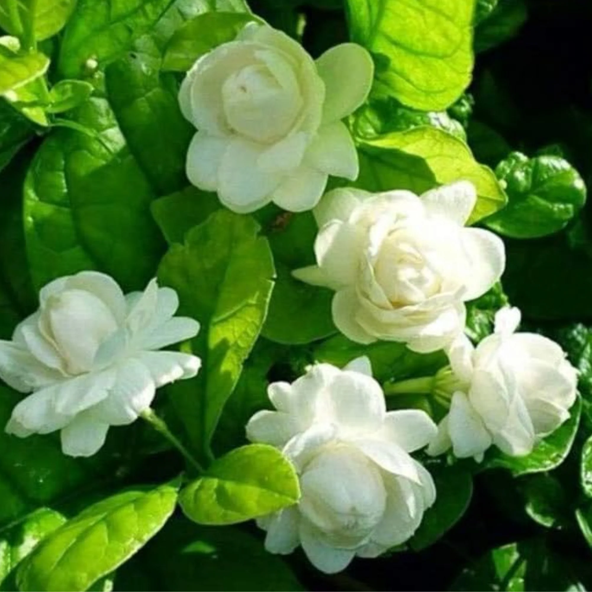 Jasmine Mogra live Plant and Live Coral Jasmine Night Flowering Parijat harshringar Live Plant (Set of 2 Plants) - Image 3