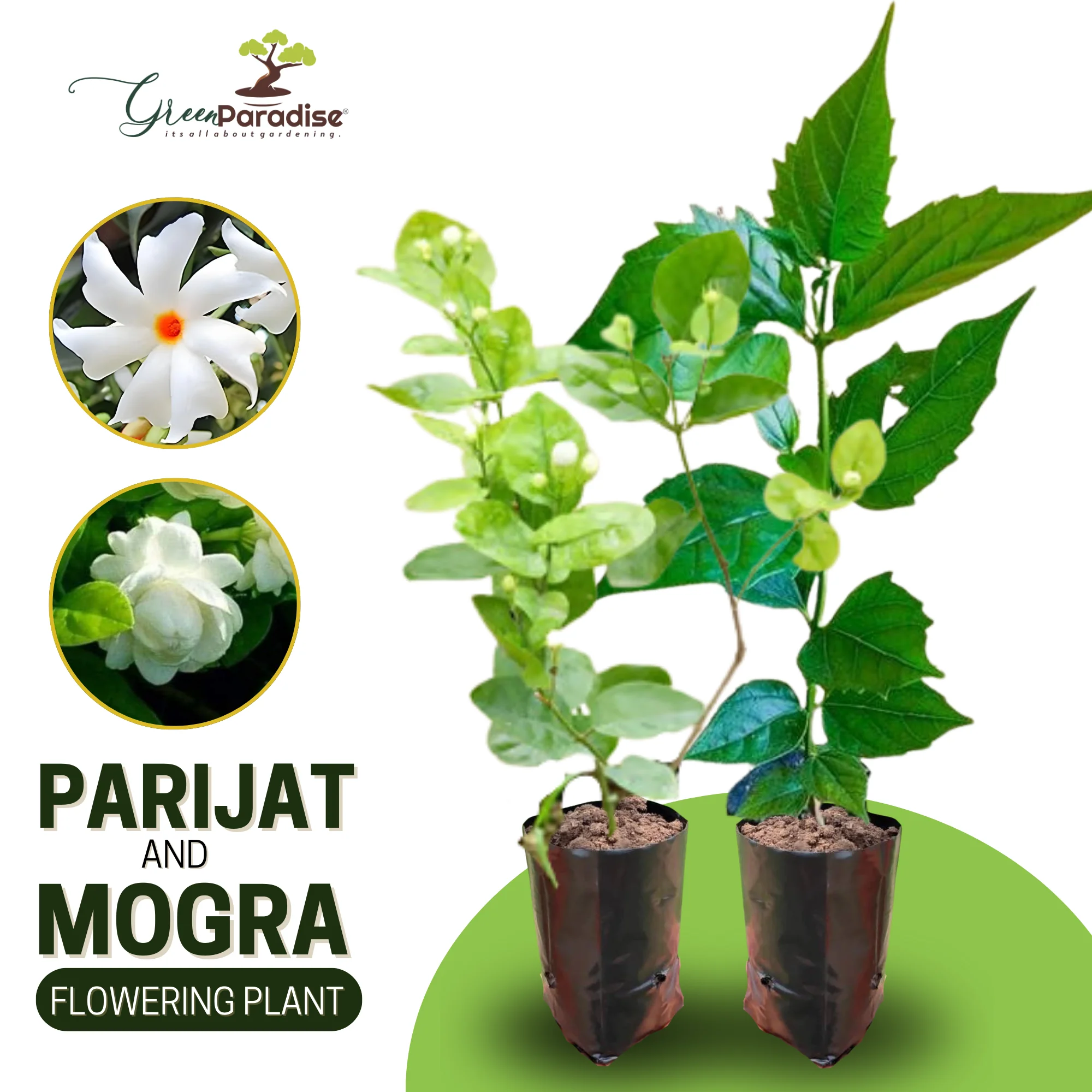 Jasmine Mogra live Plant and Live Coral Jasmine Night Flowering Parijat harshringar Live Plant (Set of 2 Plants) - Image 4