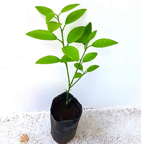 kagazi lemon original F1plants - Image 2