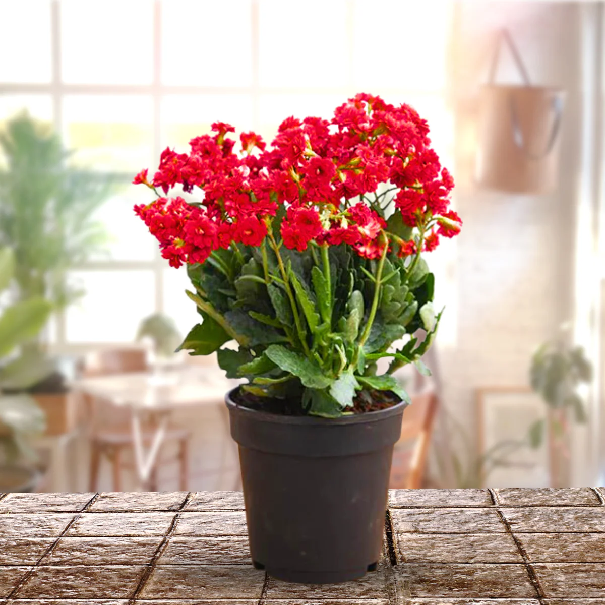 Green Paradise® Red Kalanchoe Plant with Pot - Image 2