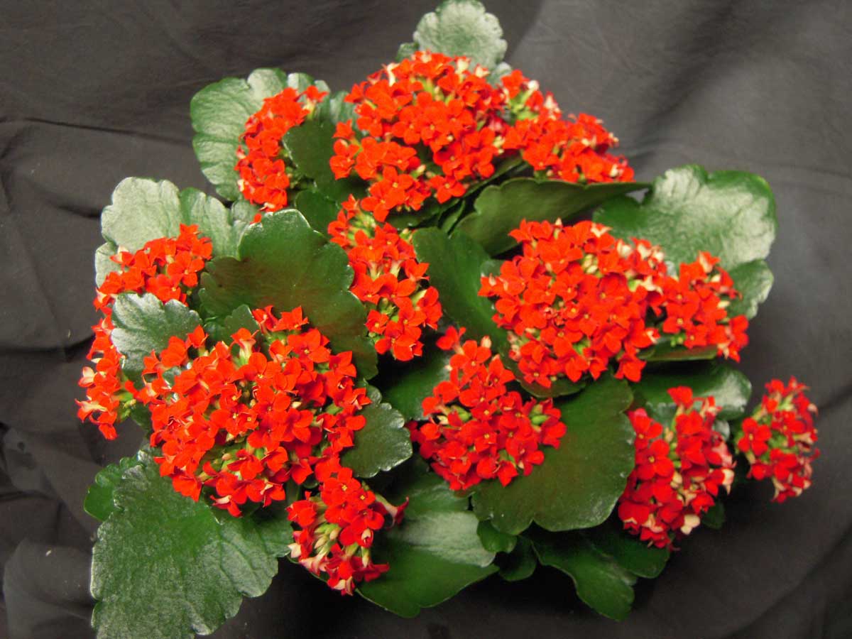 Green Paradise® Red Kalanchoe Plant with Pot - Image 3