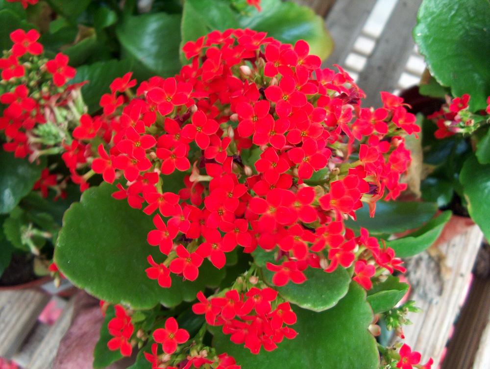 Green Paradise® Red Kalanchoe Plant with Pot - Image 4