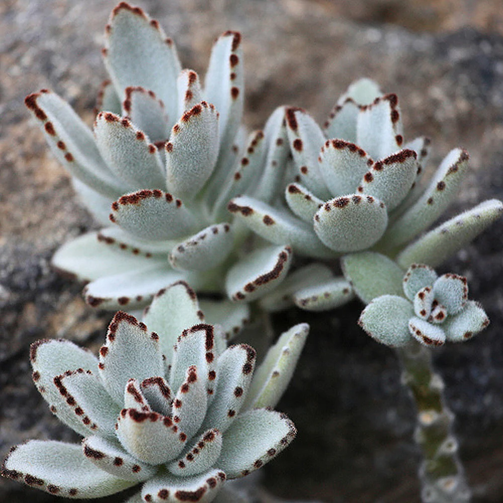 Kalanchoe Tomentosa Succulent Panda Paw Live Plant With Pot - Image 2