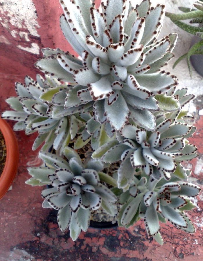 Kalanchoe Tomentosa Succulent Panda Paw Live Plant With Pot - Image 4