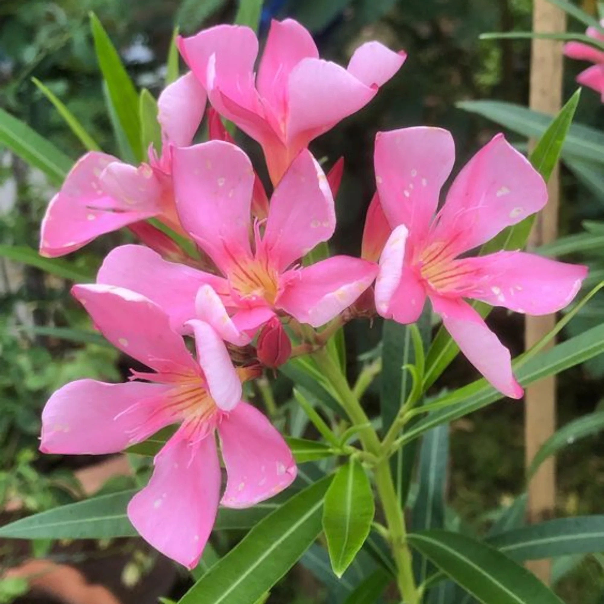Kaner Plant Pink - Image 3