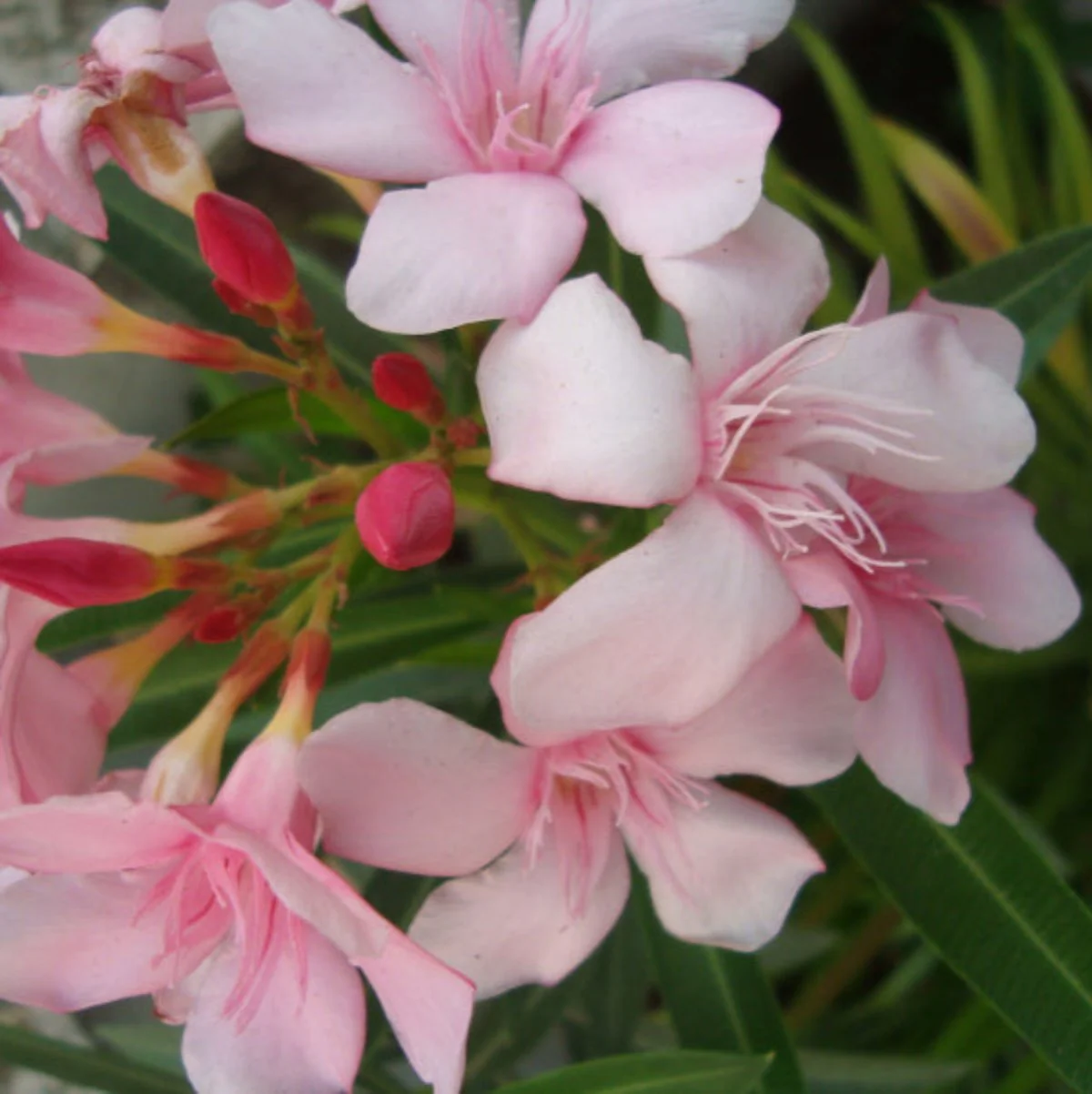 Kaner Plant Pink - Image 4