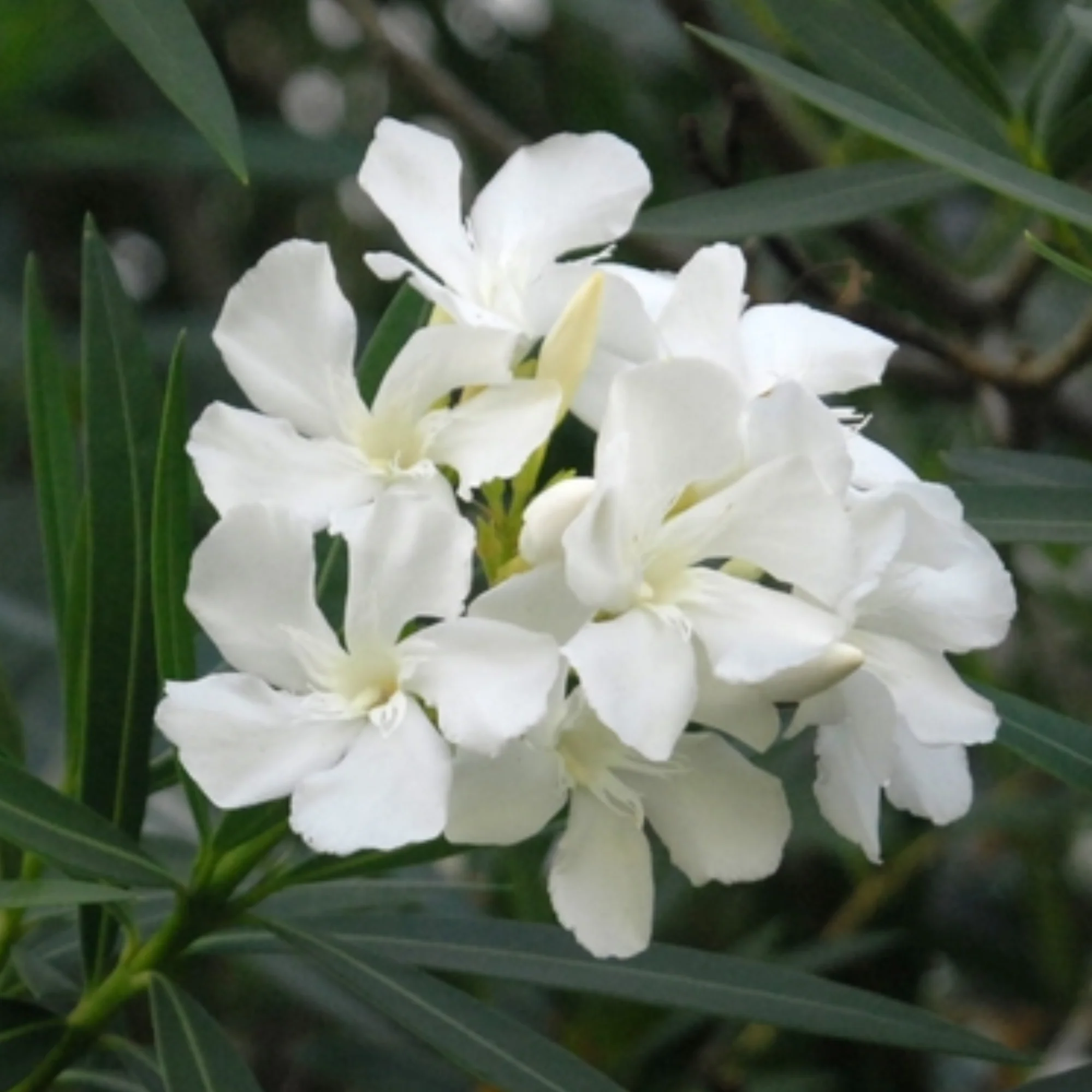 White Kaner Plant - Image 2
