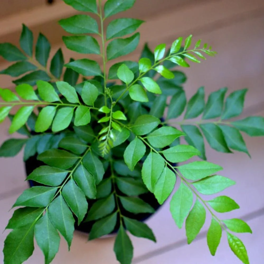 Kari Patta Live Plant - Image 3