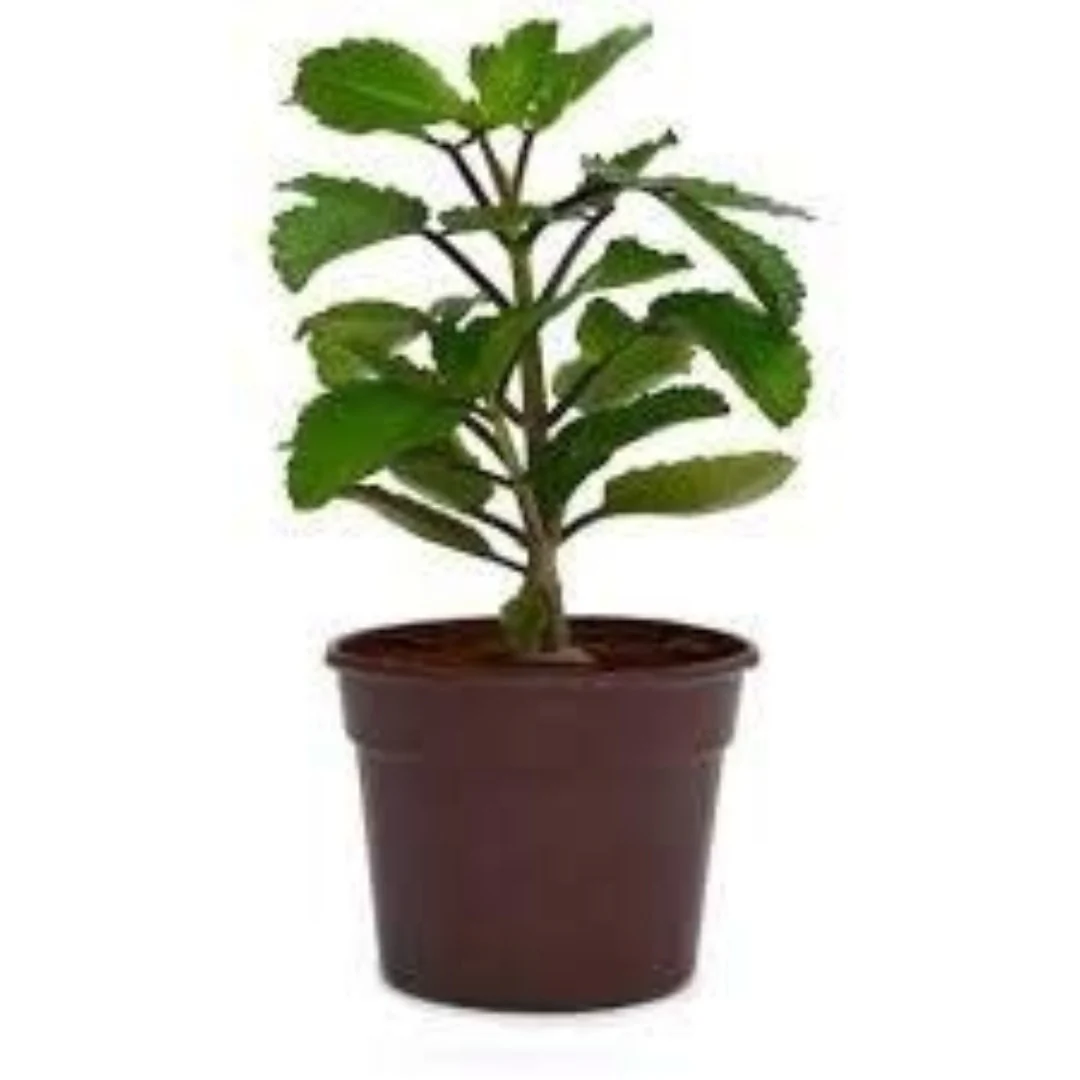 kidney stone plant, Patharchatta, Air plant, Kalanchoe Pinnata, Koppat, Ranapala Live Plant - Image 2