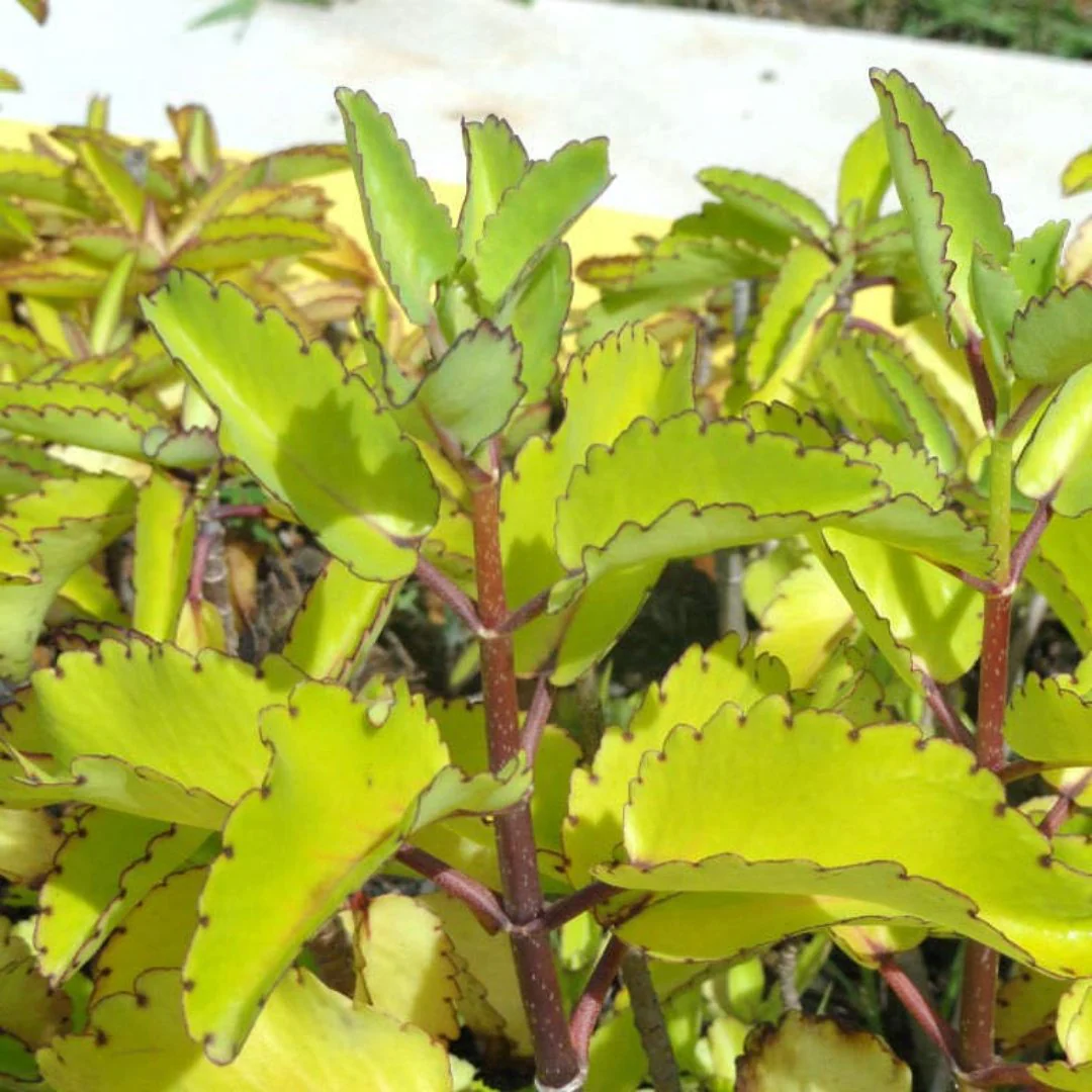 kidney stone plant, Patharchatta, Air plant, Kalanchoe Pinnata, Koppat, Ranapala Live Plant - Image 3