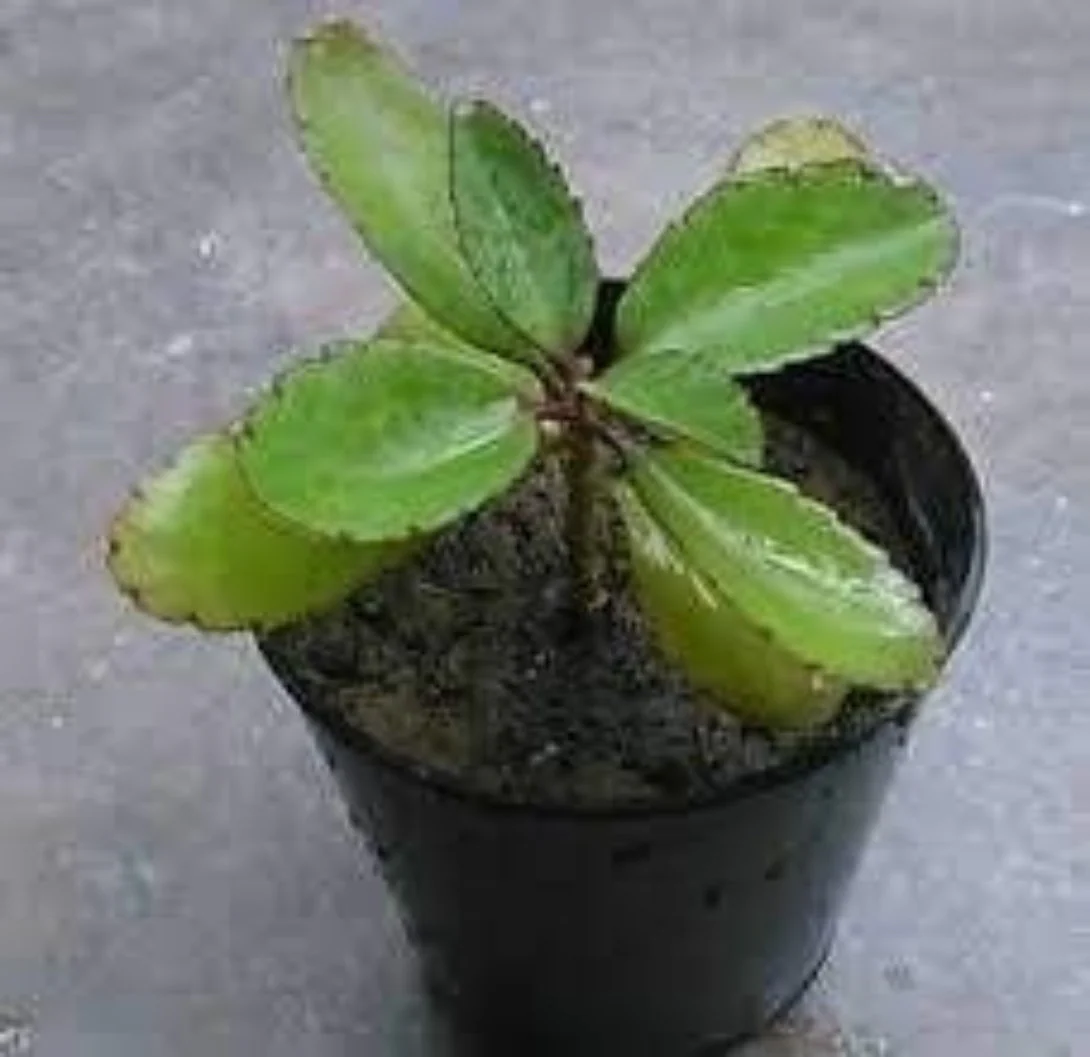 kidney stone plant, Patharchatta, Air plant, Kalanchoe Pinnata, Koppat, Ranapala Live Plant - Image 4