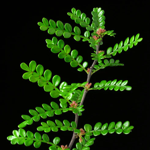 Korean Pepper Lero Lero Pre Bonsai Mature Sapling Plant for Bonsai in a Poly Bag - Image 2