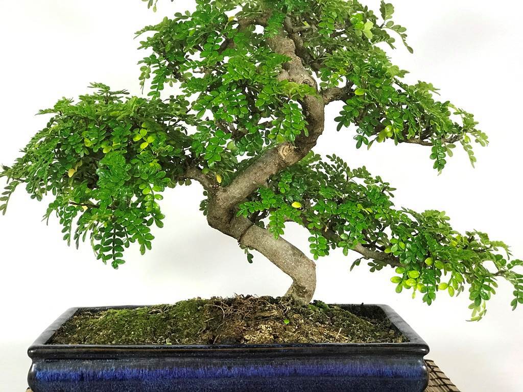 Korean Pepper Lero Lero Pre Bonsai Mature Sapling Plant for Bonsai in a Poly Bag - Image 3