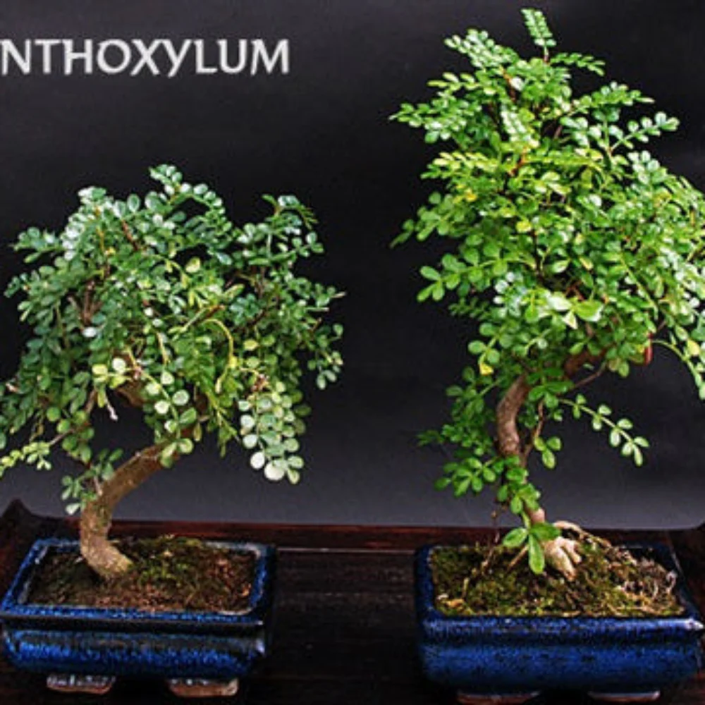 Korean Pepper Lero Lero Pre Bonsai Mature Sapling Plant for Bonsai in a Poly Bag - Image 4