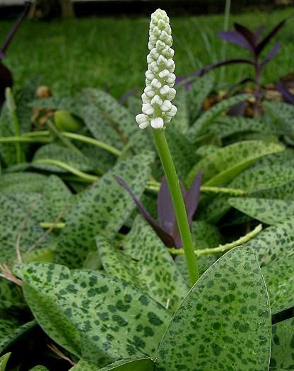 Ledebouria petiolata Live Plant indoor outdoor air purifier plant - Image 3