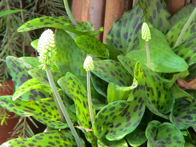 Ledebouria petiolata Live Plant indoor outdoor air purifier plant - Image 4