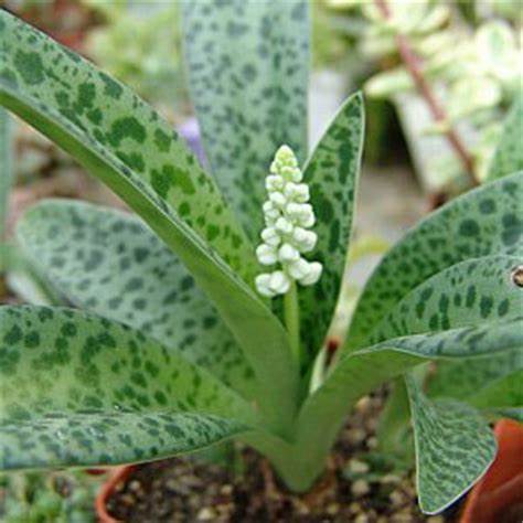 Ledebouria petiolata Live Plant indoor outdoor air purifier plant - Image 5