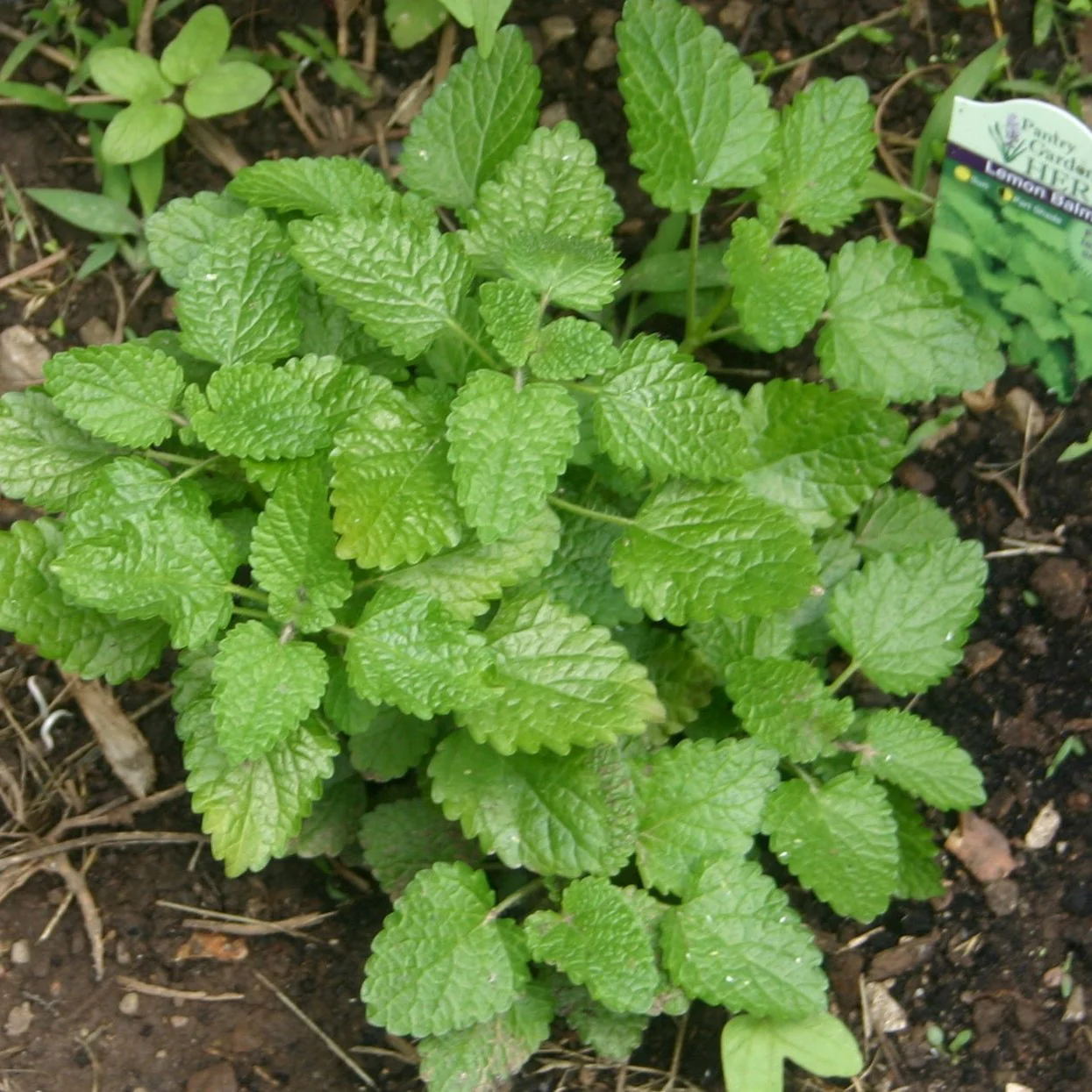 Lemon Balm Plant - Image 3