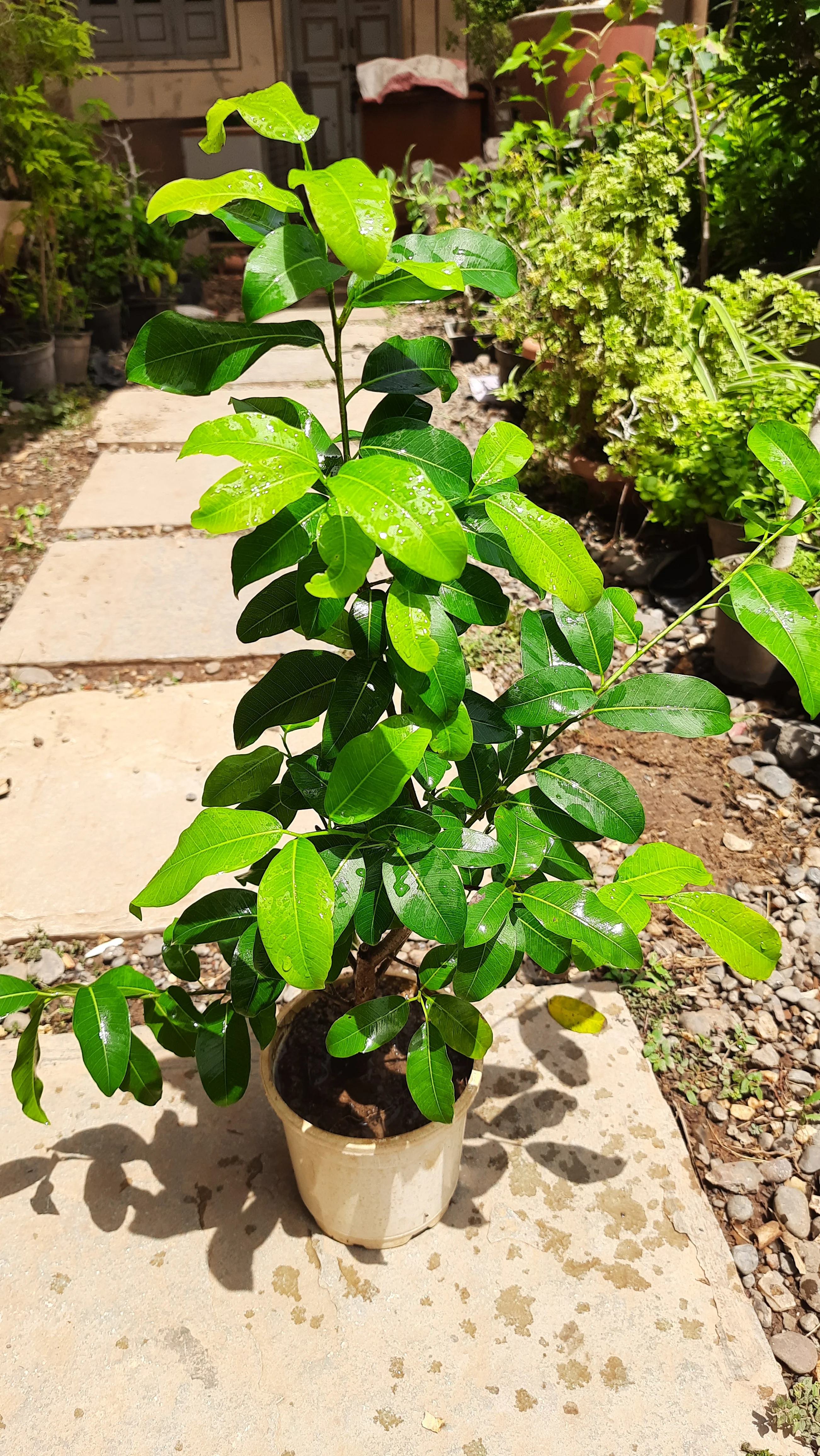 Lipstic Ficus Pilkhan Lipstick Live Sapling plant in a pot For Bonsai Beginers - Image 2