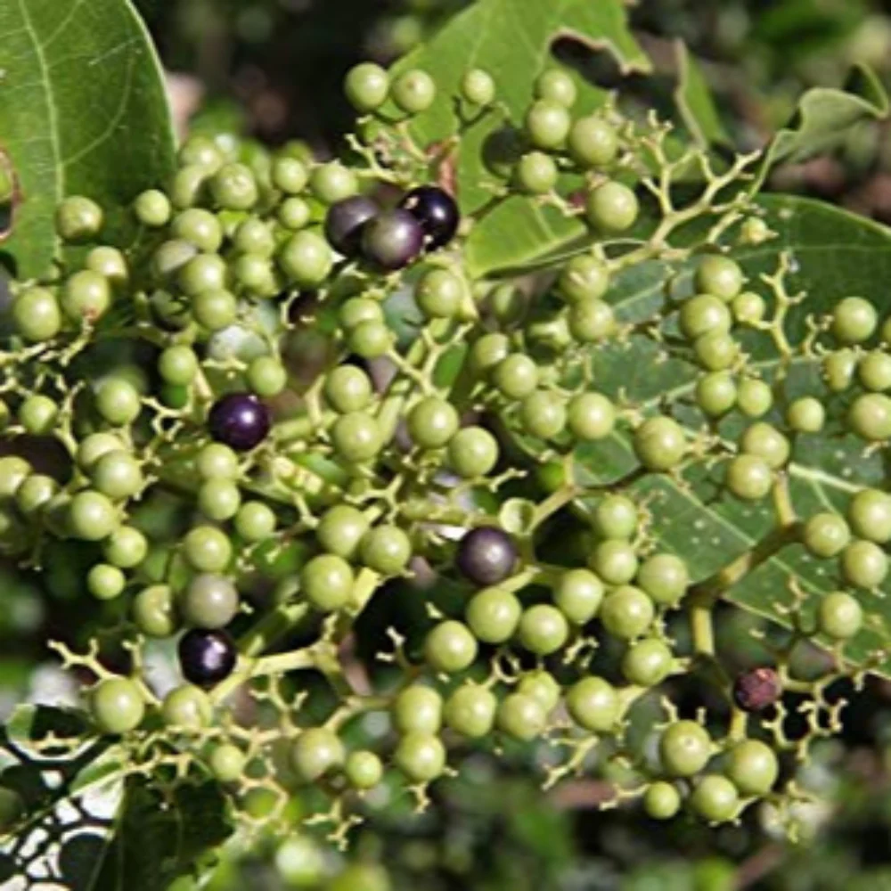 Live Agnimantha Premna Integrifolia herbal plant - Image 2
