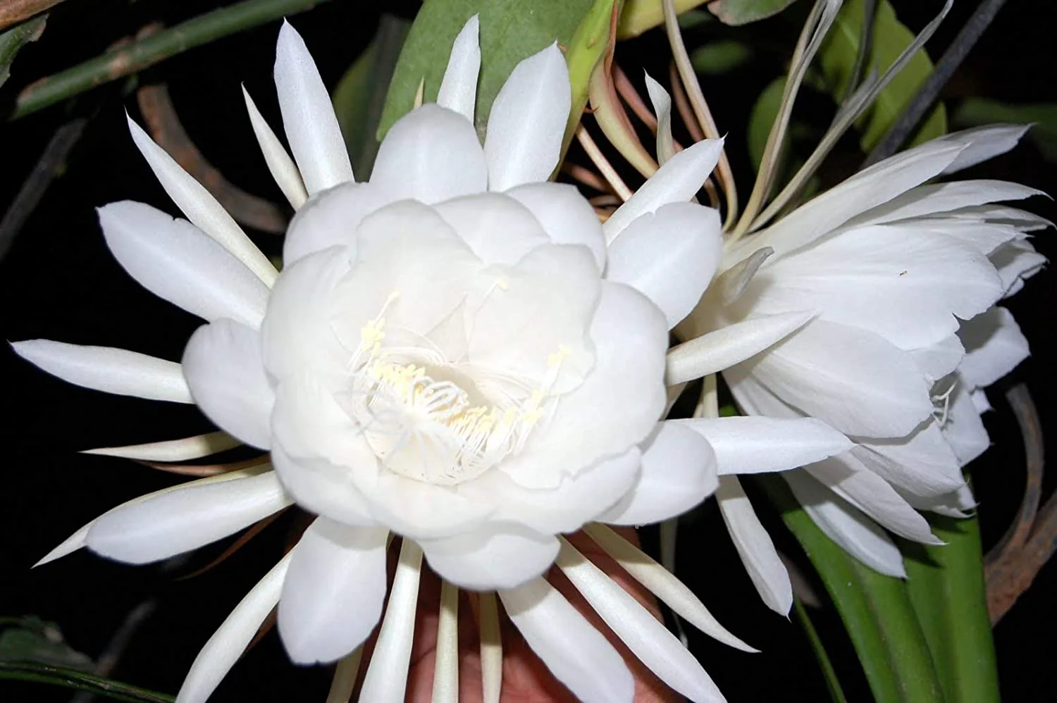 Green Paradise® Live and Rare Brahmakamal Plant (1 healthy plant ) - Image 2